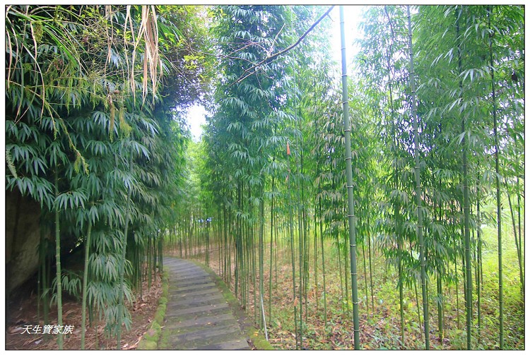 嘉義 大凍山,嘉義大凍山一日遊,嘉義大凍山停車場,嘉義大凍山天氣,嘉義大凍山步道,嘉義大凍山登山口,嘉義阿里山景點,多林停車場,多林檢查站,大冻山步道,大凍山 嘉義,大凍山三角點,大凍山停車場,大凍山健行筆記,大凍山台南,大凍山嘉義,大凍山地址,大凍山廁所,大凍山步道停車場,大凍山步道圖,大凍山步道地圖,大凍山步道路線圖,大凍山登山口,大凍山觀景平台,大凍山附近景點,大凍山頂湖步道,大棟山 嘉義,奮起湖大凍山步道,奮起湖大棟山登山步道,阿里山 大凍山,阿里山大凍山,阿里山景點,阿里山鄉樂野村頂湖,頂湖 大凍山休閒渡假中心,頂湖停車場,頂湖停車場大凍山,頂湖大凍山,頂湖大凍山步道,頂湖大凍山步道圖,頂湖步道,頂湖步道路線圖,頂湖茶園