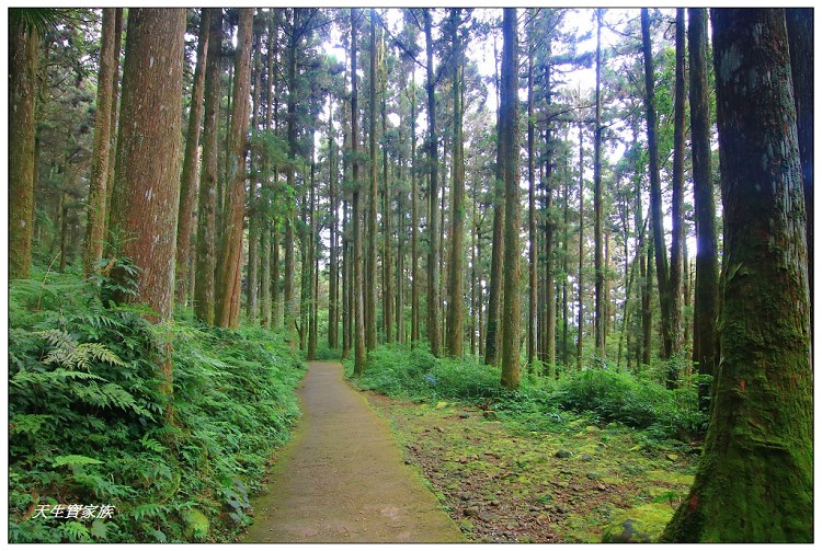嘉義 大凍山,嘉義大凍山一日遊,嘉義大凍山停車場,嘉義大凍山天氣,嘉義大凍山步道,嘉義大凍山登山口,嘉義阿里山景點,多林停車場,多林檢查站,大冻山步道,大凍山 嘉義,大凍山三角點,大凍山停車場,大凍山健行筆記,大凍山台南,大凍山嘉義,大凍山地址,大凍山廁所,大凍山步道停車場,大凍山步道圖,大凍山步道地圖,大凍山步道路線圖,大凍山登山口,大凍山觀景平台,大凍山附近景點,大凍山頂湖步道,大棟山 嘉義,奮起湖大凍山步道,奮起湖大棟山登山步道,阿里山 大凍山,阿里山大凍山,阿里山景點,阿里山鄉樂野村頂湖,頂湖 大凍山休閒渡假中心,頂湖停車場,頂湖停車場大凍山,頂湖大凍山,頂湖大凍山步道,頂湖大凍山步道圖,頂湖步道,頂湖步道路線圖,頂湖茶園
