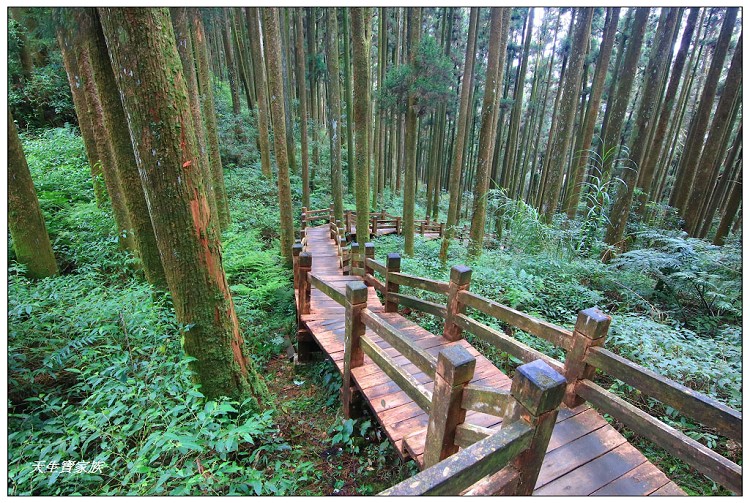 嘉義 大凍山,嘉義大凍山一日遊,嘉義大凍山停車場,嘉義大凍山天氣,嘉義大凍山步道,嘉義大凍山登山口,嘉義阿里山景點,多林停車場,多林檢查站,大冻山步道,大凍山 嘉義,大凍山三角點,大凍山停車場,大凍山健行筆記,大凍山台南,大凍山嘉義,大凍山地址,大凍山廁所,大凍山步道停車場,大凍山步道圖,大凍山步道地圖,大凍山步道路線圖,大凍山登山口,大凍山觀景平台,大凍山附近景點,大凍山頂湖步道,大棟山 嘉義,奮起湖大凍山步道,奮起湖大棟山登山步道,阿里山 大凍山,阿里山大凍山,阿里山景點,阿里山鄉樂野村頂湖,頂湖 大凍山休閒渡假中心,頂湖停車場,頂湖停車場大凍山,頂湖大凍山,頂湖大凍山步道,頂湖大凍山步道圖,頂湖步道,頂湖步道路線圖,頂湖茶園