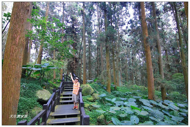 嘉義,嘉義 逐鹿部落藝術村,嘉義旅遊,嘉義景點,奉天岩 步道,奮起湖,奮起湖便當,奮起湖停車場,奮起湖步道,奮起湖步道難度,奮起湖肖楠木步道,奮起湖車站 老街 肖楠林步道,步道,百年肖楠林,百年肖楠林步道,百年肖楠林步道附近景點,竹山肖楠步道,肖楠步道,鐵路便當,阿里山,阿里山 肖楠,阿里山步道