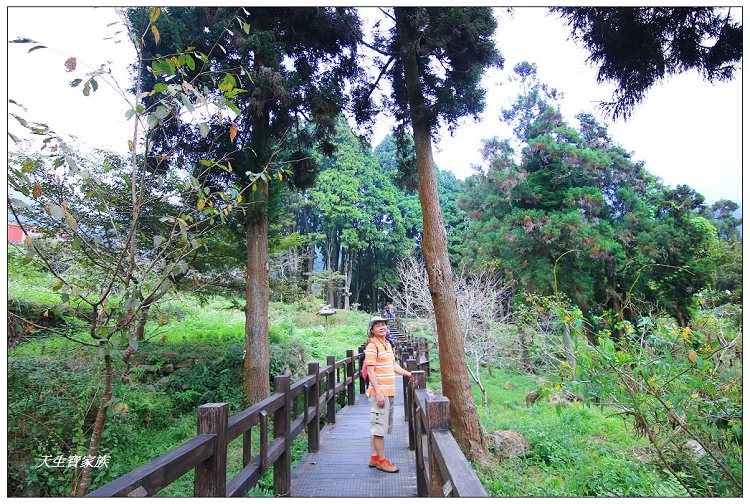 嘉義,嘉義 逐鹿部落藝術村,嘉義旅遊,嘉義景點,奉天岩 步道,奮起湖,奮起湖便當,奮起湖停車場,奮起湖步道,奮起湖步道難度,奮起湖肖楠木步道,奮起湖車站 老街 肖楠林步道,步道,百年肖楠林,百年肖楠林步道,百年肖楠林步道附近景點,竹山肖楠步道,肖楠步道,鐵路便當,阿里山,阿里山 肖楠,阿里山步道