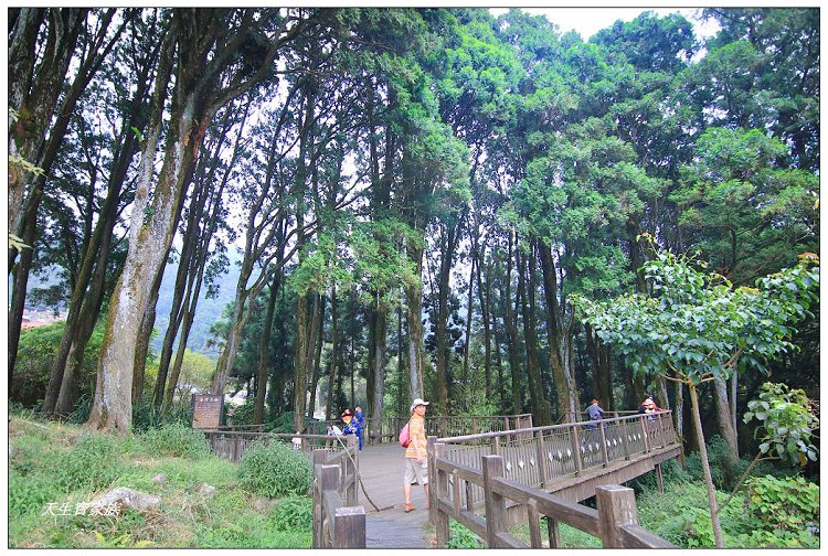 嘉義,嘉義 逐鹿部落藝術村,嘉義旅遊,嘉義景點,奉天岩 步道,奮起湖,奮起湖便當,奮起湖停車場,奮起湖步道,奮起湖步道難度,奮起湖肖楠木步道,奮起湖車站 老街 肖楠林步道,步道,百年肖楠林,百年肖楠林步道,百年肖楠林步道附近景點,竹山肖楠步道,肖楠步道,鐵路便當,阿里山,阿里山 肖楠,阿里山步道