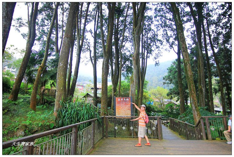 嘉義,嘉義 逐鹿部落藝術村,嘉義旅遊,嘉義景點,奉天岩 步道,奮起湖,奮起湖便當,奮起湖停車場,奮起湖步道,奮起湖步道難度,奮起湖肖楠木步道,奮起湖車站 老街 肖楠林步道,步道,百年肖楠林,百年肖楠林步道,百年肖楠林步道附近景點,竹山肖楠步道,肖楠步道,鐵路便當,阿里山,阿里山 肖楠,阿里山步道