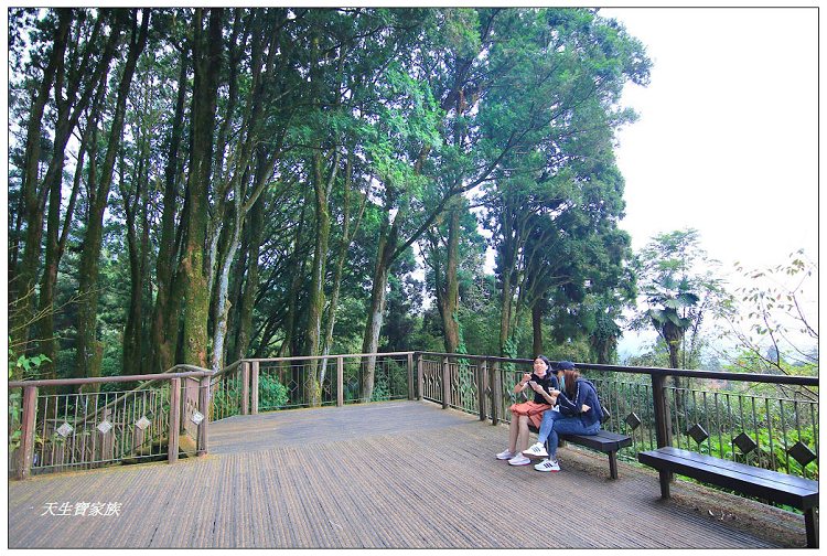 嘉義,嘉義 逐鹿部落藝術村,嘉義旅遊,嘉義景點,奉天岩 步道,奮起湖,奮起湖便當,奮起湖停車場,奮起湖步道,奮起湖步道難度,奮起湖肖楠木步道,奮起湖車站 老街 肖楠林步道,步道,百年肖楠林,百年肖楠林步道,百年肖楠林步道附近景點,竹山肖楠步道,肖楠步道,鐵路便當,阿里山,阿里山 肖楠,阿里山步道