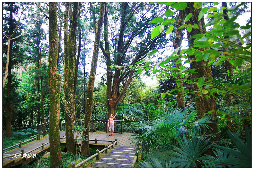 嘉義景點:竹崎、奮起湖百年肖楠林步道、肖楠母樹林步道、走進森林超療癒、奮起湖肖楠木步道