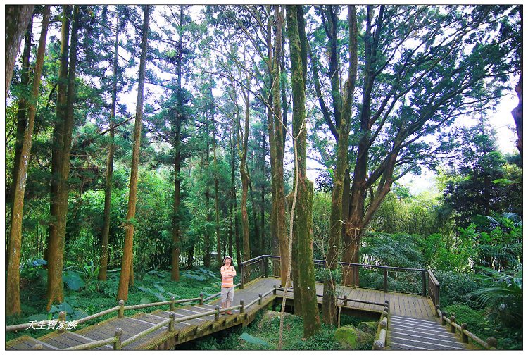 嘉義,嘉義 逐鹿部落藝術村,嘉義旅遊,嘉義景點,奉天岩 步道,奮起湖,奮起湖便當,奮起湖停車場,奮起湖步道,奮起湖步道難度,奮起湖肖楠木步道,奮起湖車站 老街 肖楠林步道,步道,百年肖楠林,百年肖楠林步道,百年肖楠林步道附近景點,竹山肖楠步道,肖楠步道,鐵路便當,阿里山,阿里山 肖楠,阿里山步道