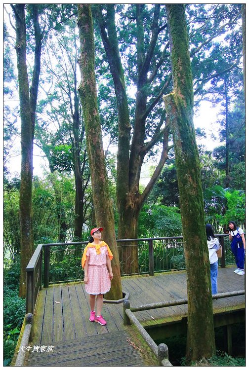 嘉義,嘉義 逐鹿部落藝術村,嘉義旅遊,嘉義景點,奉天岩 步道,奮起湖,奮起湖便當,奮起湖停車場,奮起湖步道,奮起湖步道難度,奮起湖肖楠木步道,奮起湖車站 老街 肖楠林步道,步道,百年肖楠林,百年肖楠林步道,百年肖楠林步道附近景點,竹山肖楠步道,肖楠步道,鐵路便當,阿里山,阿里山 肖楠,阿里山步道