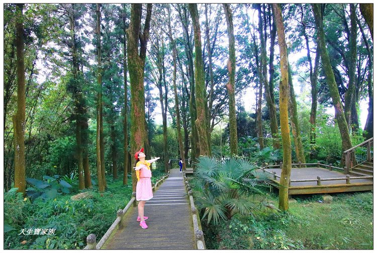 嘉義,嘉義 逐鹿部落藝術村,嘉義旅遊,嘉義景點,奉天岩 步道,奮起湖,奮起湖便當,奮起湖停車場,奮起湖步道,奮起湖步道難度,奮起湖肖楠木步道,奮起湖車站 老街 肖楠林步道,步道,百年肖楠林,百年肖楠林步道,百年肖楠林步道附近景點,竹山肖楠步道,肖楠步道,鐵路便當,阿里山,阿里山 肖楠,阿里山步道