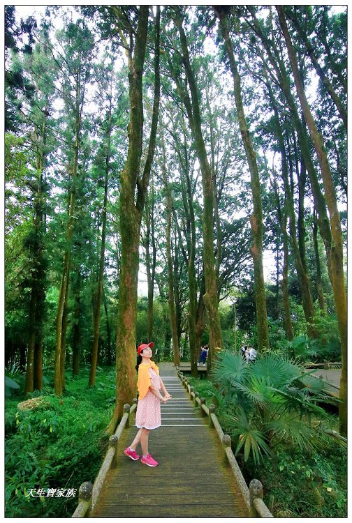 嘉義,嘉義 逐鹿部落藝術村,嘉義旅遊,嘉義景點,奉天岩 步道,奮起湖,奮起湖便當,奮起湖停車場,奮起湖步道,奮起湖步道難度,奮起湖肖楠木步道,奮起湖車站 老街 肖楠林步道,步道,百年肖楠林,百年肖楠林步道,百年肖楠林步道附近景點,竹山肖楠步道,肖楠步道,鐵路便當,阿里山,阿里山 肖楠,阿里山步道