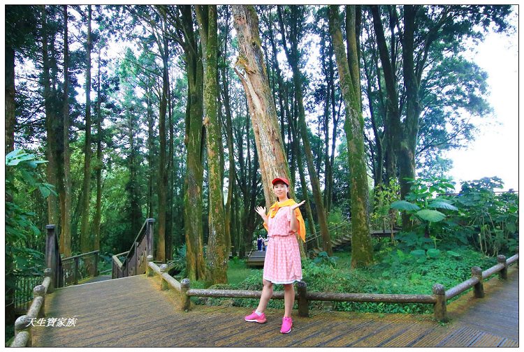 嘉義,嘉義 逐鹿部落藝術村,嘉義旅遊,嘉義景點,奉天岩 步道,奮起湖,奮起湖便當,奮起湖停車場,奮起湖步道,奮起湖步道難度,奮起湖肖楠木步道,奮起湖車站 老街 肖楠林步道,步道,百年肖楠林,百年肖楠林步道,百年肖楠林步道附近景點,竹山肖楠步道,肖楠步道,鐵路便當,阿里山,阿里山 肖楠,阿里山步道