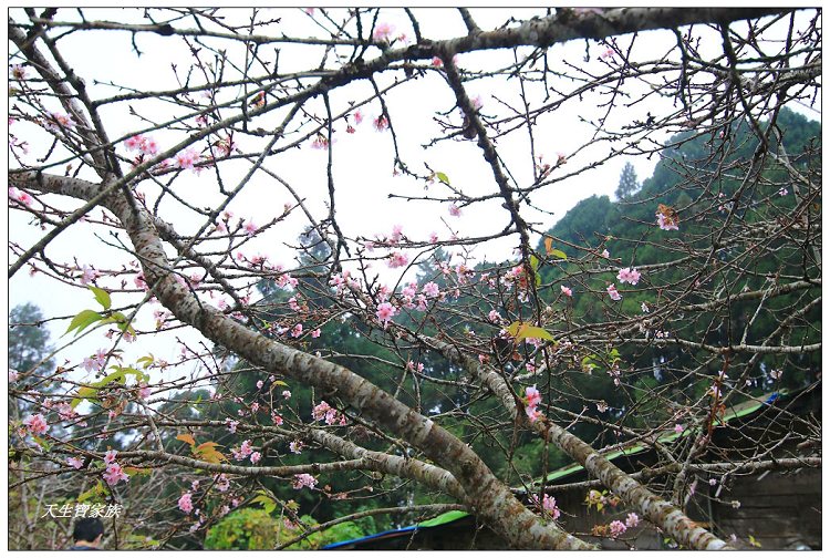 嘉義,嘉義 逐鹿部落藝術村,嘉義旅遊,嘉義景點,奉天岩 步道,奮起湖,奮起湖便當,奮起湖停車場,奮起湖步道,奮起湖步道難度,奮起湖肖楠木步道,奮起湖車站 老街 肖楠林步道,步道,百年肖楠林,百年肖楠林步道,百年肖楠林步道附近景點,竹山肖楠步道,肖楠步道,鐵路便當,阿里山,阿里山 肖楠,阿里山步道