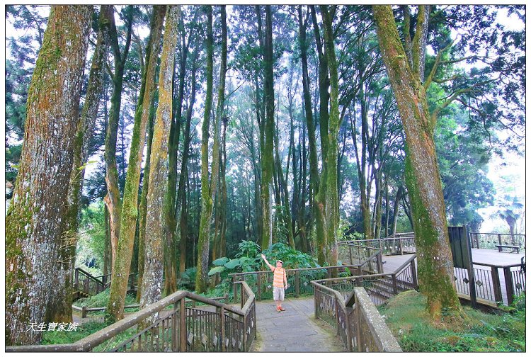 嘉義,嘉義 逐鹿部落藝術村,嘉義旅遊,嘉義景點,奉天岩 步道,奮起湖,奮起湖便當,奮起湖停車場,奮起湖步道,奮起湖步道難度,奮起湖肖楠木步道,奮起湖車站 老街 肖楠林步道,步道,百年肖楠林,百年肖楠林步道,百年肖楠林步道附近景點,竹山肖楠步道,肖楠步道,鐵路便當,阿里山,阿里山 肖楠,阿里山步道