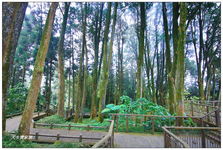 嘉義,嘉義 逐鹿部落藝術村,嘉義旅遊,嘉義景點,奉天岩 步道,奮起湖,奮起湖便當,奮起湖停車場,奮起湖步道,奮起湖步道難度,奮起湖肖楠木步道,奮起湖車站 老街 肖楠林步道,步道,百年肖楠林,百年肖楠林步道,百年肖楠林步道附近景點,竹山肖楠步道,肖楠步道,鐵路便當,阿里山,阿里山 肖楠,阿里山步道
