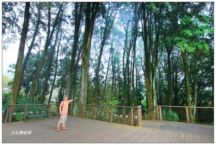 嘉義,嘉義 逐鹿部落藝術村,嘉義旅遊,嘉義景點,奉天岩 步道,奮起湖,奮起湖便當,奮起湖停車場,奮起湖步道,奮起湖步道難度,奮起湖肖楠木步道,奮起湖車站 老街 肖楠林步道,步道,百年肖楠林,百年肖楠林步道,百年肖楠林步道附近景點,竹山肖楠步道,肖楠步道,鐵路便當,阿里山,阿里山 肖楠,阿里山步道
