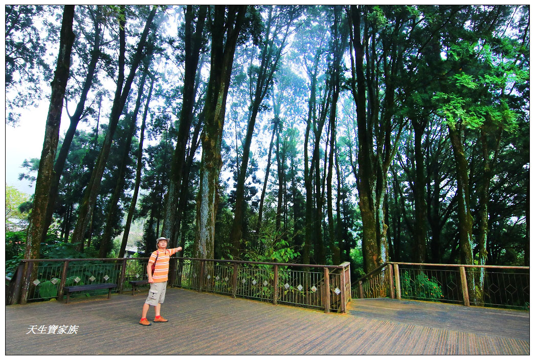 嘉義景點:竹崎、奮起湖百年肖楠林步道、肖楠母樹林步道、走進森林超療癒、奮起湖肖楠木步道