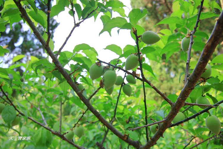 南投景點、集集景點、集元果觀光工廠門票、jijibanana集元果觀光工廠、集元果觀光工廠、集元果觀光工廠菜單