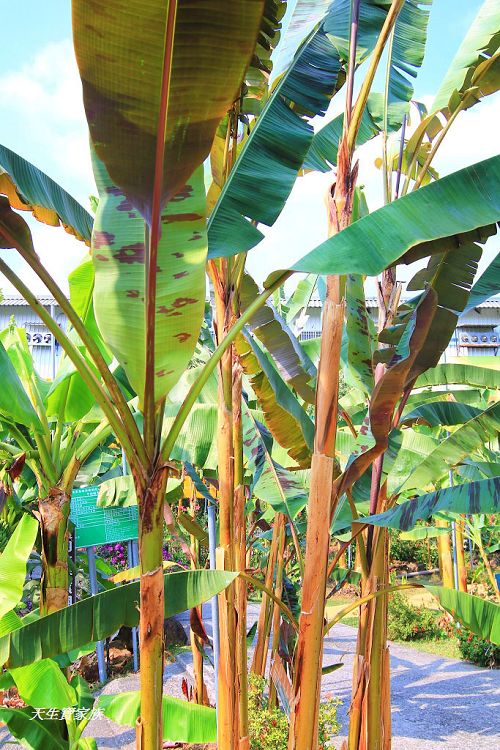 南投景點、集集景點、集元果觀光工廠門票、jijibanana集元果觀光工廠、集元果觀光工廠、集元果觀光工廠菜單