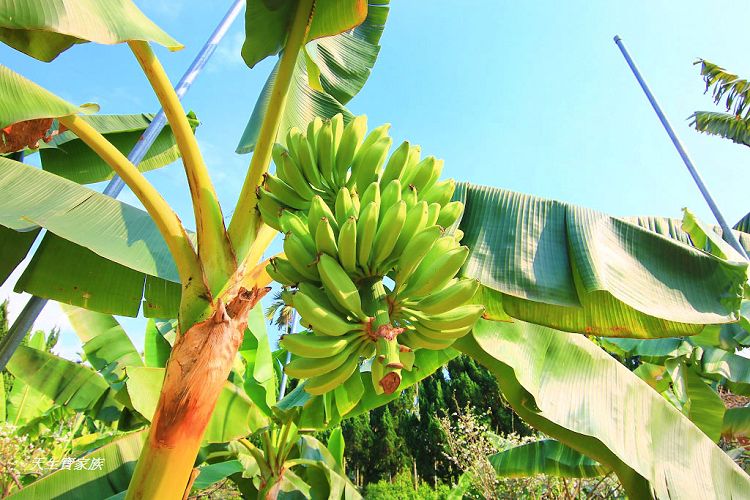南投景點、集集景點、集元果觀光工廠門票、jijibanana集元果觀光工廠、集元果觀光工廠、集元果觀光工廠菜單