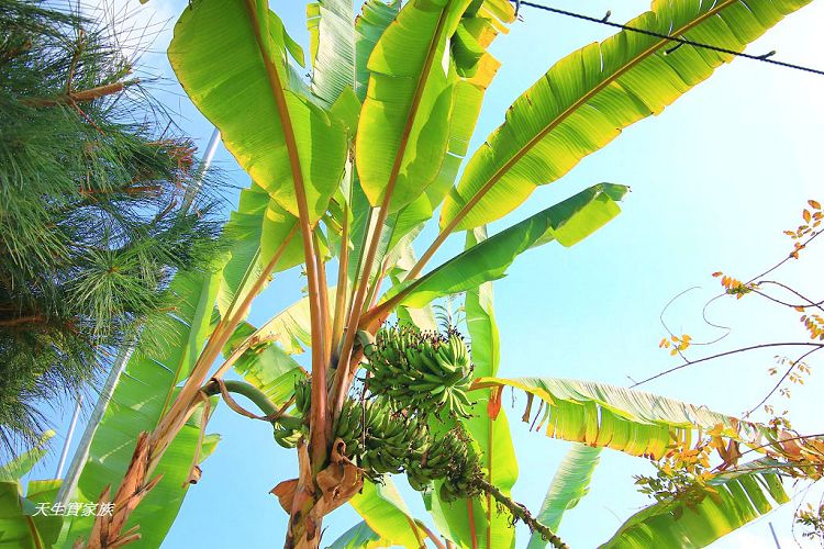 南投景點、集集景點、集元果觀光工廠門票、jijibanana集元果觀光工廠、集元果觀光工廠、集元果觀光工廠菜單