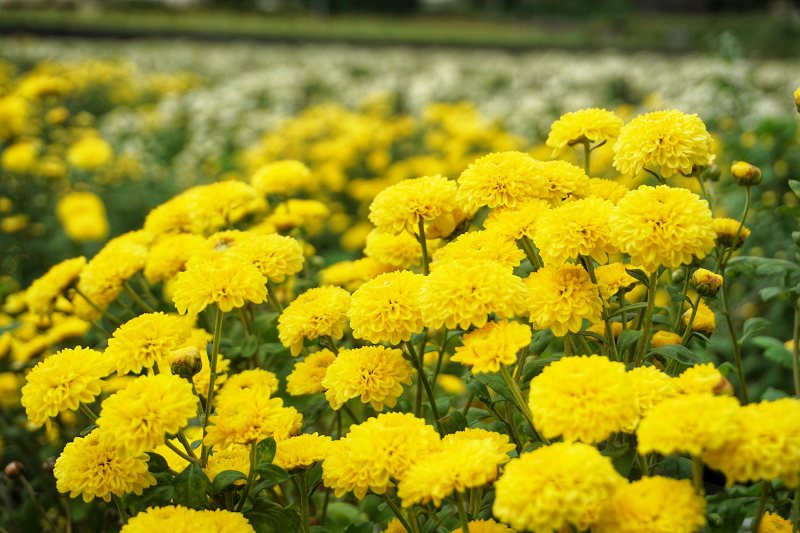 苗栗景點、銅鑼杭菊、銅鑼邱家古厝杭菊、銅鑼邱家古厝、邱家古厝杭菊、銅鑼菊花季、銅鑼杭菊時間、銅鑼杭菊功效、銅鑼杭菊一日遊、銅鑼杭菊秘境、銅鑼杭菊接駁車