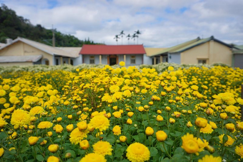 苗栗景點、銅鑼杭菊、銅鑼邱家古厝杭菊、銅鑼邱家古厝、邱家古厝杭菊、銅鑼菊花季、銅鑼杭菊時間、銅鑼杭菊功效、銅鑼杭菊一日遊、銅鑼杭菊秘境、銅鑼杭菊接駁車