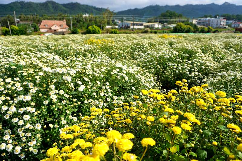 苗栗景點、銅鑼杭菊、銅鑼菊花季、銅鑼杭菊時間、銅鑼杭菊2024、銅鑼杭菊一日遊、銅鑼杭菊秘境、樟樹村台13線外環融樂牙刷觀光工廠對面、樟樹村台13線杭菊、融樂牙刷觀光工廠對面杭菊