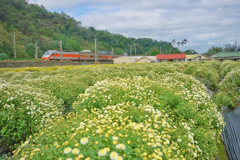 苗栗景點、銅鑼杭菊、銅鑼邱家古厝杭菊、銅鑼邱家古厝、邱家古厝杭菊、銅鑼菊花季、銅鑼杭菊時間、銅鑼杭菊功效、銅鑼杭菊一日遊、銅鑼杭菊秘境、銅鑼杭菊接駁車