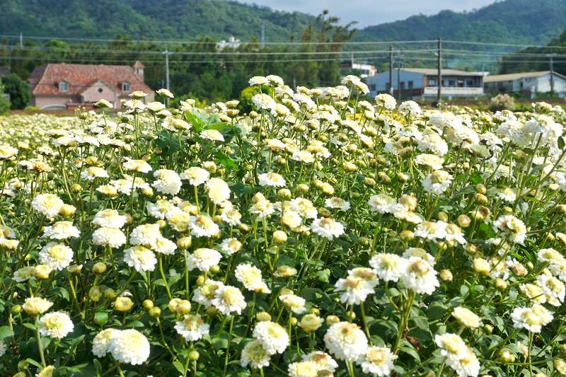 苗栗景點、銅鑼杭菊、銅鑼菊花季、銅鑼杭菊時間、銅鑼杭菊2024、銅鑼杭菊一日遊、銅鑼杭菊秘境、樟樹村台13線外環融樂牙刷觀光工廠對面、樟樹村台13線杭菊、融樂牙刷觀光工廠對面杭菊