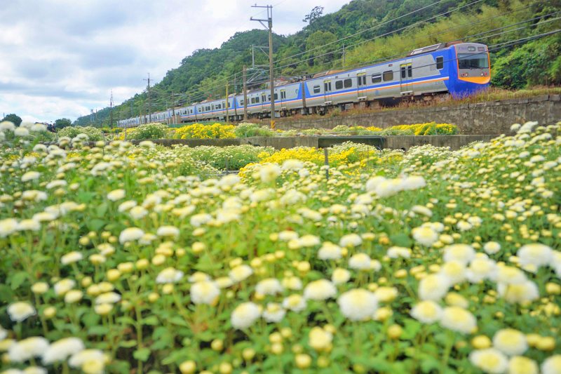 苗栗景點、銅鑼杭菊、銅鑼邱家古厝杭菊、銅鑼邱家古厝、邱家古厝杭菊、銅鑼菊花季、銅鑼杭菊時間、銅鑼杭菊功效、銅鑼杭菊一日遊、銅鑼杭菊秘境、銅鑼杭菊接駁車