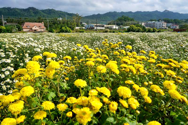 苗栗景點、銅鑼杭菊、銅鑼菊花季、銅鑼杭菊時間、銅鑼杭菊2024、銅鑼杭菊一日遊、銅鑼杭菊秘境、樟樹村台13線外環融樂牙刷觀光工廠對面、樟樹村台13線杭菊、融樂牙刷觀光工廠對面杭菊