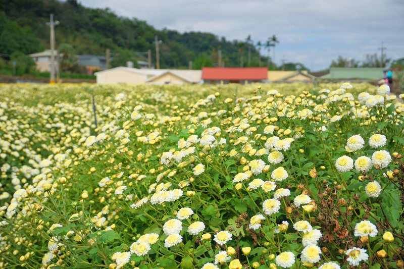 苗栗景點、銅鑼杭菊、銅鑼邱家古厝杭菊、銅鑼邱家古厝、邱家古厝杭菊、銅鑼菊花季、銅鑼杭菊時間、銅鑼杭菊功效、銅鑼杭菊一日遊、銅鑼杭菊秘境、銅鑼杭菊接駁車