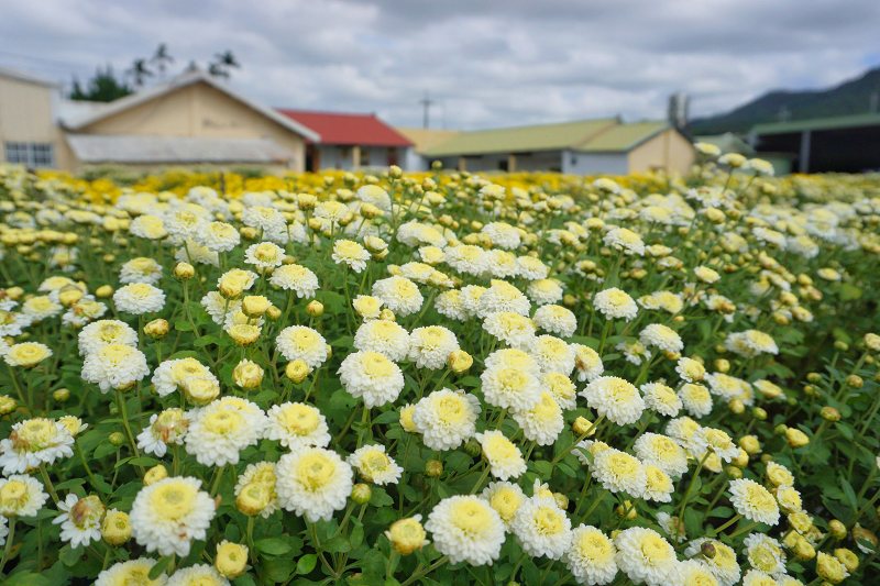 苗栗景點、銅鑼杭菊、銅鑼邱家古厝杭菊、銅鑼邱家古厝、邱家古厝杭菊、銅鑼菊花季、銅鑼杭菊時間、銅鑼杭菊功效、銅鑼杭菊一日遊、銅鑼杭菊秘境、銅鑼杭菊接駁車