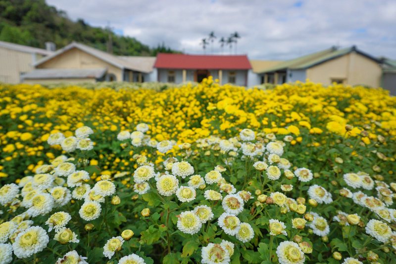 苗栗景點、銅鑼杭菊、銅鑼邱家古厝杭菊、銅鑼邱家古厝、邱家古厝杭菊、銅鑼菊花季、銅鑼杭菊時間、銅鑼杭菊功效、銅鑼杭菊一日遊、銅鑼杭菊秘境、銅鑼杭菊接駁車