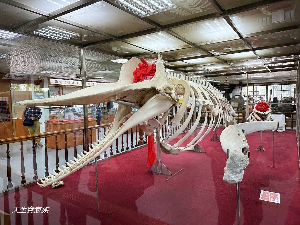 延伸閱讀：台南景點「四草抹香鯨陳列館」看巨大標本，門票只要10元