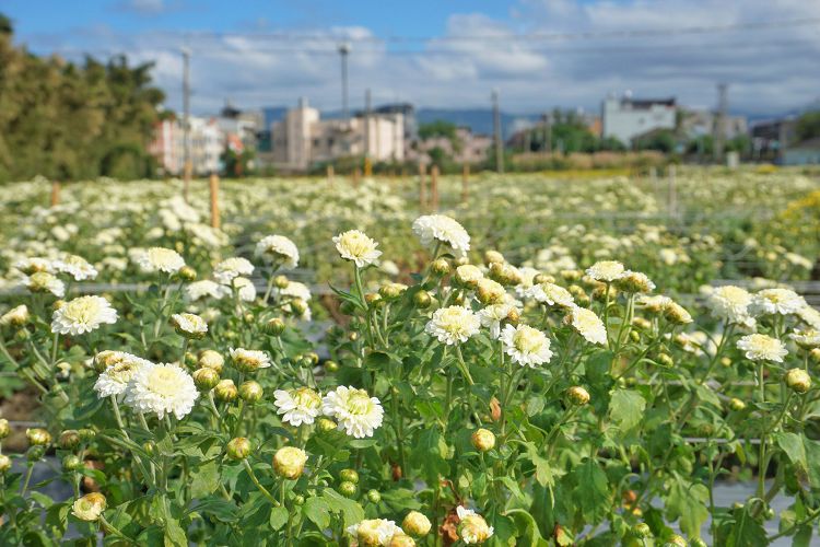 苗栗景點、銅鑼杭菊、銅鑼菊花季、2024苗栗銅鑼杭菊生活節、2024苗栗銅鑼杭菊、秋美人農場門票、九湖休閒農場、秋美人農場、杭菊