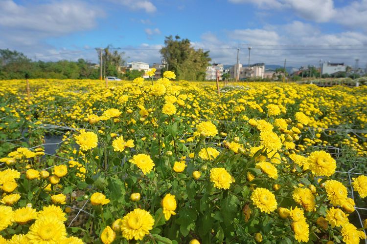 苗栗景點、銅鑼杭菊、銅鑼菊花季、2024苗栗銅鑼杭菊生活節、2024苗栗銅鑼杭菊、秋美人農場門票、九湖休閒農場、秋美人農場、杭菊