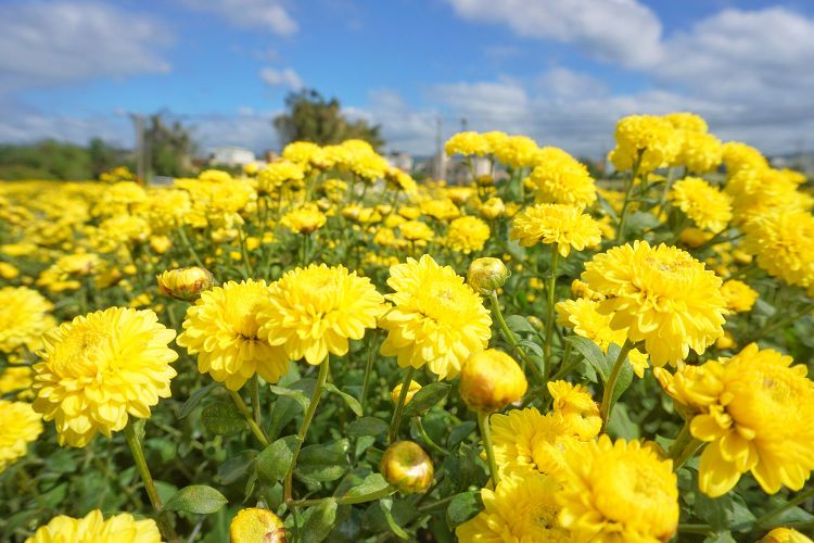 苗栗景點、銅鑼杭菊、銅鑼菊花季、2024苗栗銅鑼杭菊生活節、2024苗栗銅鑼杭菊、秋美人農場門票、九湖休閒農場、秋美人農場、杭菊