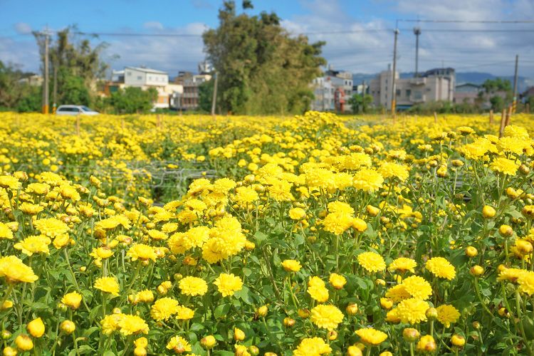 苗栗景點、銅鑼杭菊、銅鑼菊花季、2024苗栗銅鑼杭菊生活節、2024苗栗銅鑼杭菊、秋美人農場門票、九湖休閒農場、秋美人農場、杭菊