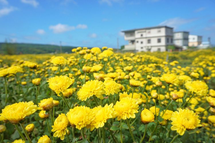 苗栗景點、銅鑼杭菊、銅鑼菊花季、2024苗栗銅鑼杭菊生活節、2024苗栗銅鑼杭菊、秋美人農場門票、九湖休閒農場、秋美人農場、杭菊