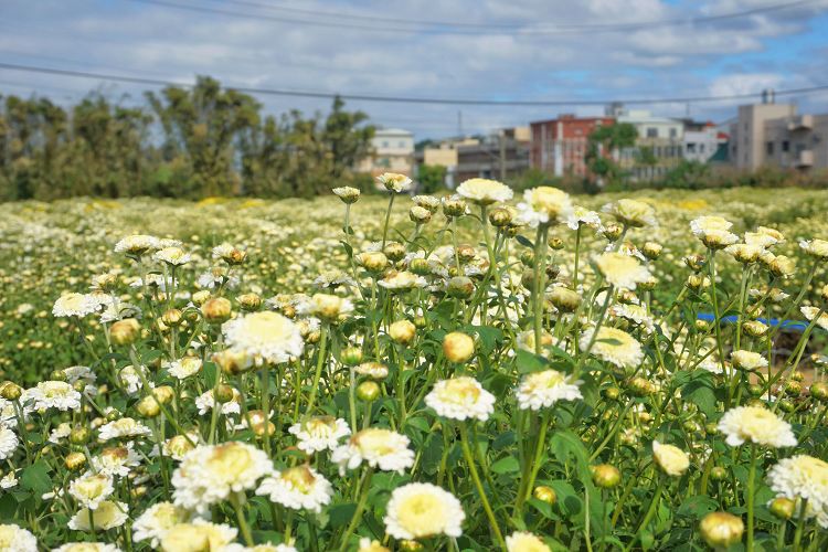 苗栗景點、銅鑼杭菊、銅鑼菊花季、2024苗栗銅鑼杭菊生活節、2024苗栗銅鑼杭菊、秋美人農場門票、九湖休閒農場、秋美人農場、杭菊