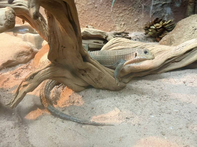 台北景點、木柵景點、台北親子遊、台北市立動物園介紹、臺北市立動物園、台北市立動物園、木柵動物園門票、木柵動物園、台北市立動物園攻略、台北親子景點、2024台北情侶約會