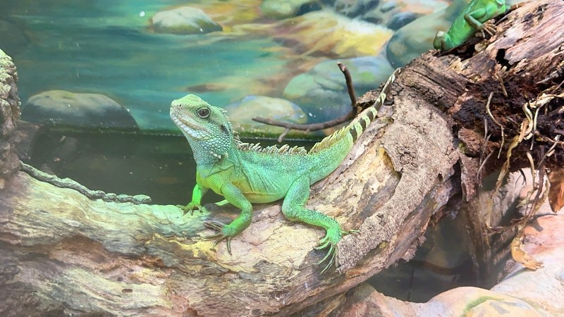 台北景點、木柵景點、台北親子遊、台北市立動物園介紹、臺北市立動物園、台北市立動物園、木柵動物園門票、木柵動物園、台北市立動物園攻略、台北親子景點、2024台北情侶約會