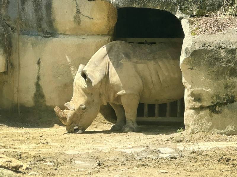 台北景點、木柵景點、台北親子遊、台北市立動物園介紹、臺北市立動物園、台北市立動物園、木柵動物園門票、木柵動物園、台北市立動物園攻略、台北親子景點、2024台北情侶約會