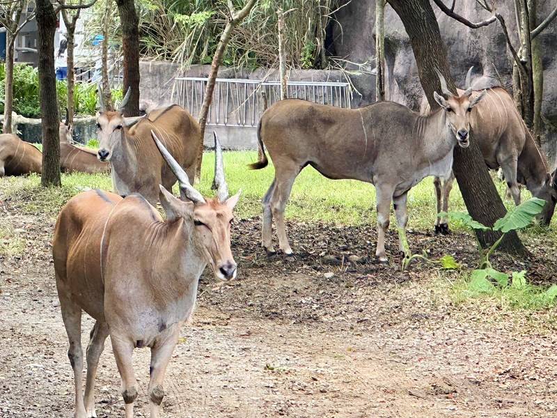 台北景點、木柵景點、台北親子遊、台北市立動物園介紹、臺北市立動物園、台北市立動物園、木柵動物園門票、木柵動物園、台北市立動物園攻略、台北親子景點、2024台北情侶約會