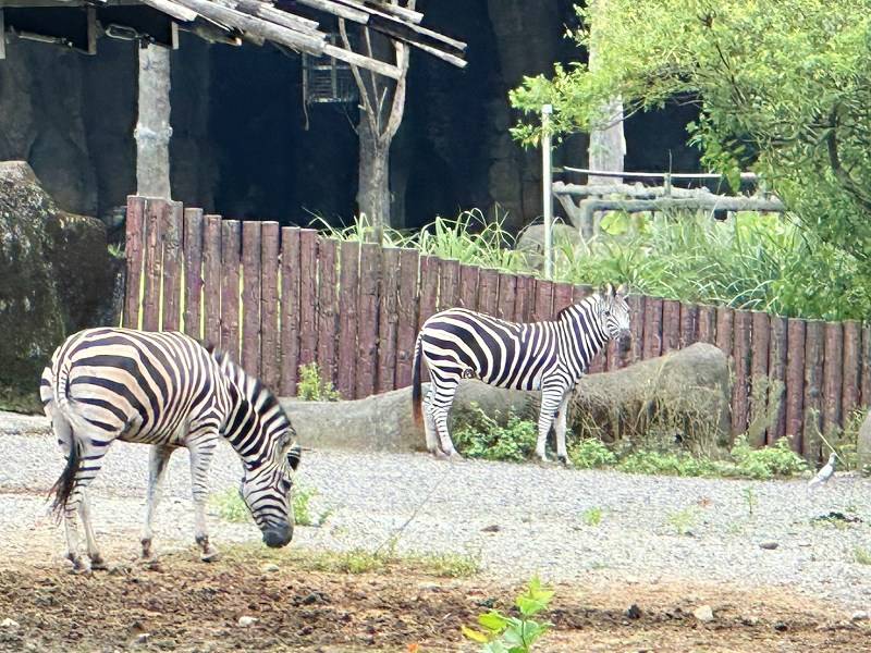 台北景點、木柵景點、台北親子遊、台北市立動物園介紹、臺北市立動物園、台北市立動物園、木柵動物園門票、木柵動物園、台北市立動物園攻略、台北親子景點、2024台北情侶約會