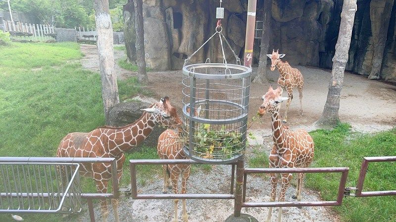 台北景點、木柵景點、台北親子遊、台北市立動物園介紹、臺北市立動物園、台北市立動物園、木柵動物園門票、木柵動物園、台北市立動物園攻略、台北親子景點、2024台北情侶約會