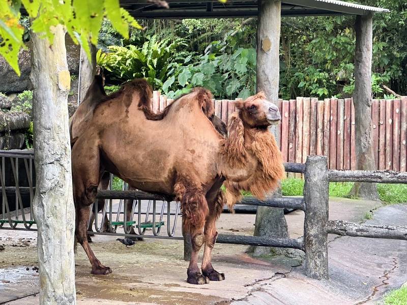 台北景點、木柵景點、台北親子遊、台北市立動物園介紹、臺北市立動物園、台北市立動物園、木柵動物園門票、木柵動物園、台北市立動物園攻略、台北親子景點、2024台北情侶約會