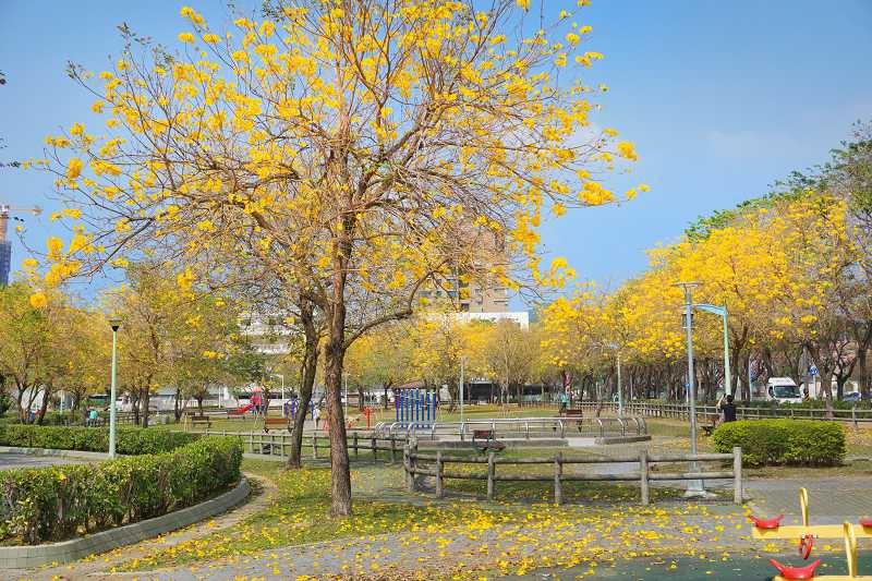 網站近期文章：廍子公園|台中最美的公園，2024黃花風鈴木最新花況