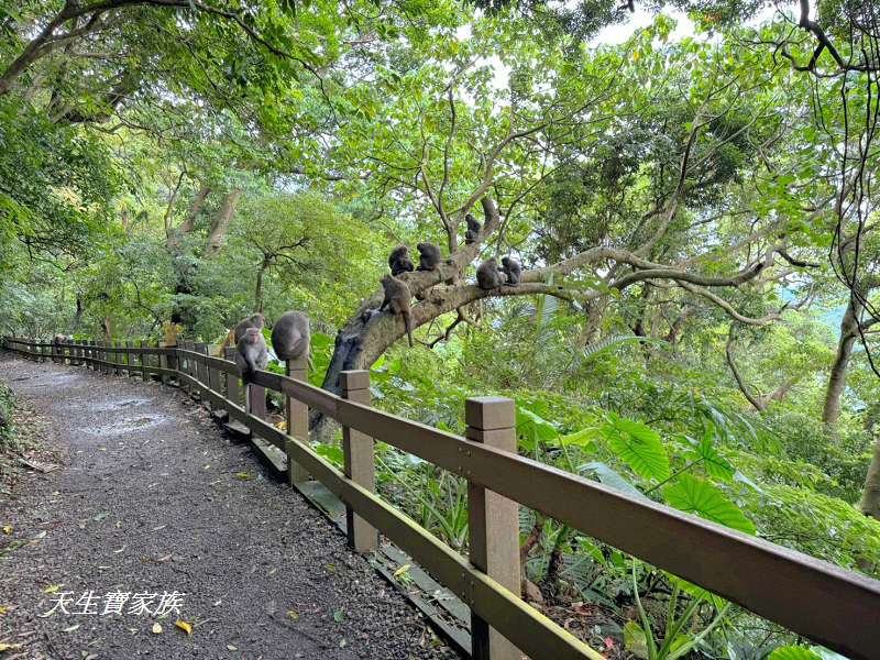 台北【天母古道】親近大自然，步道超多猴子出沒 @天生寶家族