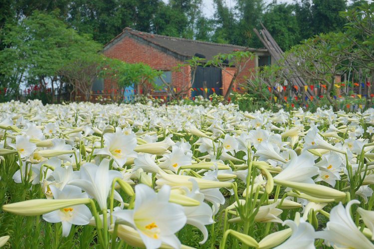 雲林中湖百合花園四湖長春園藝孤挺花園